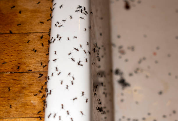 Spider Control Near Me in Dollar Bay, MI
