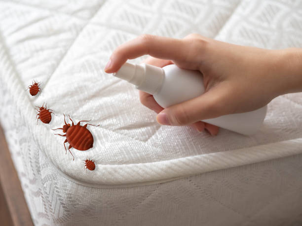 Best Spider Control Near Me  in Dollar Bay, MI