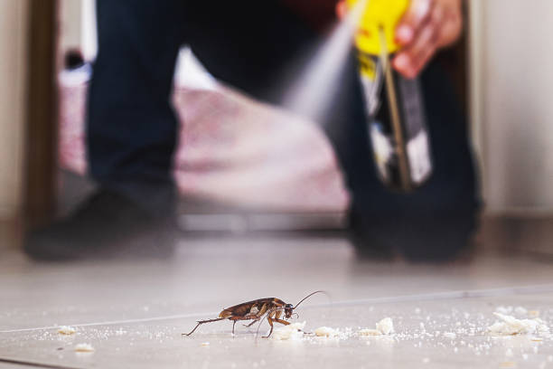 Trusted Dollar Bay, MI Pest Control Experts
