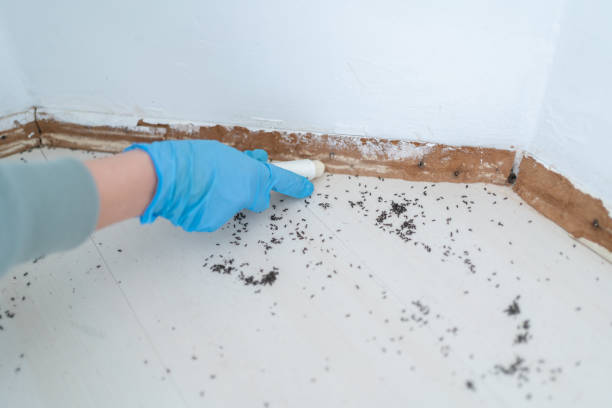 Flea Control Services in Dollar Bay, MI
